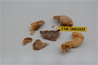 藏品(拉氏清溪蟹)的圖片